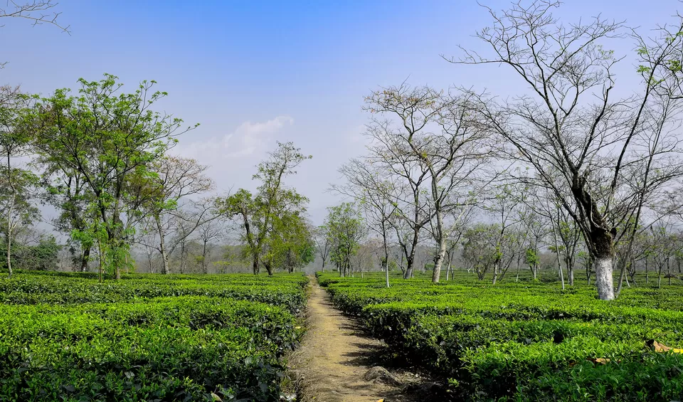 Photo of Enchanting North Bengal by Vaswati