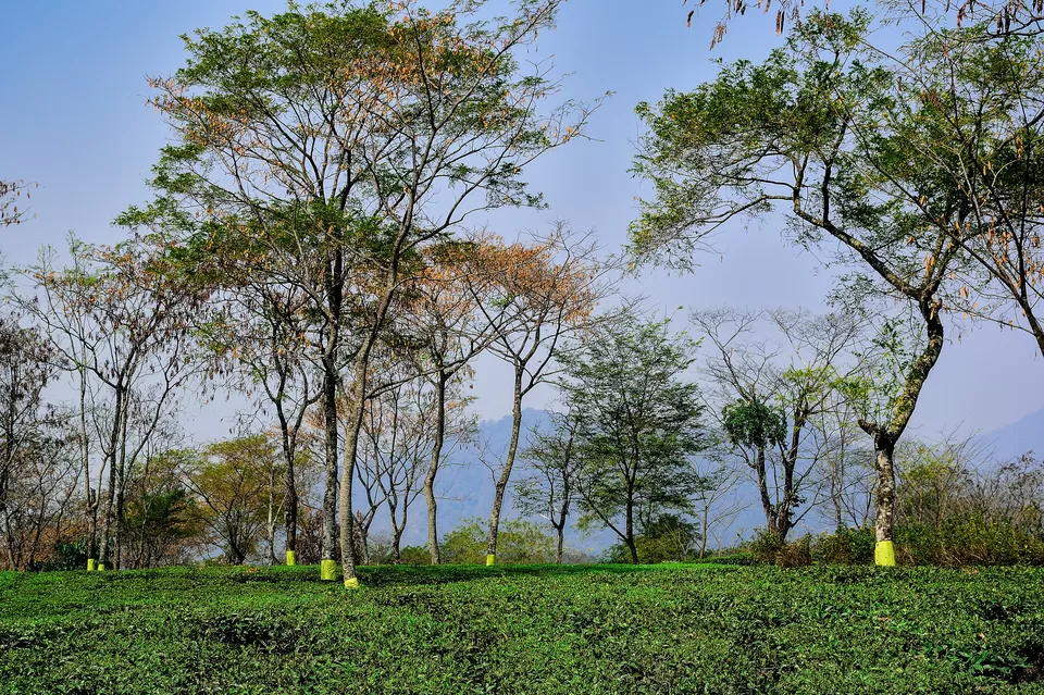 Photo of Enchanting North Bengal by Vaswati