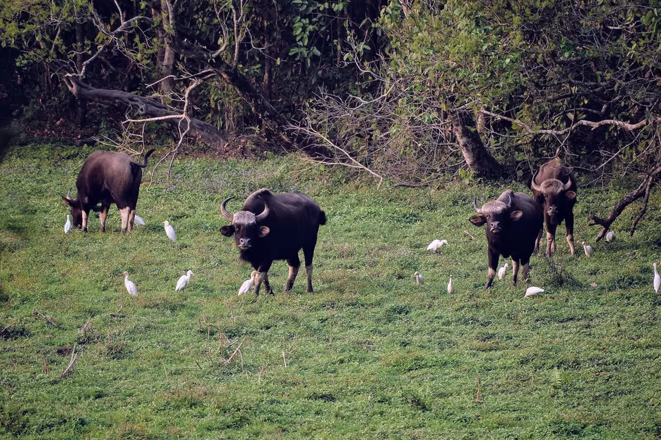 Photo of Enchanting North Bengal by Vaswati