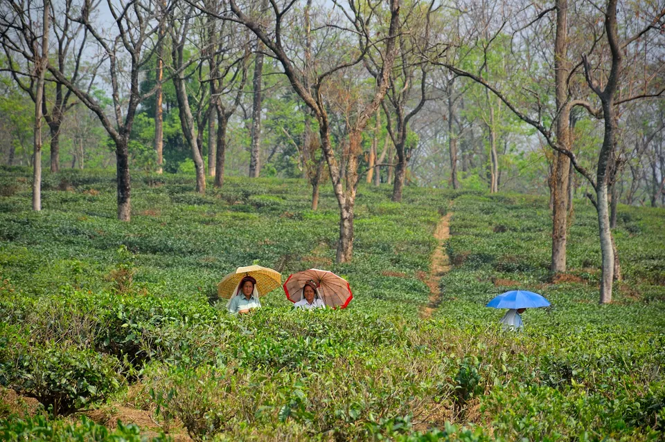 Photo of Enchanting North Bengal by Vaswati
