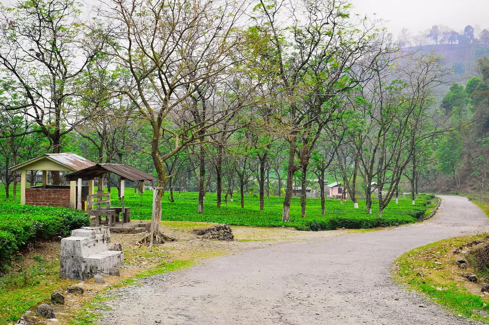 Photo of Enchanting North Bengal by Vaswati