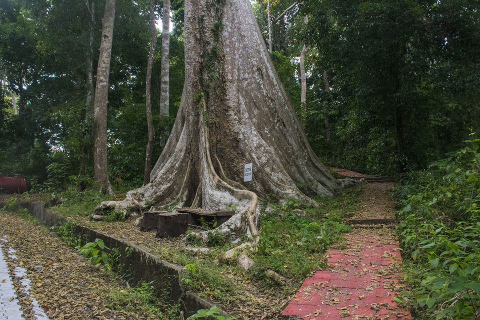 Photo of A day trip to Mahatma Gandhi Marine National Park and Chidiyatapu, Port Blair, A & N Island by Vaswati