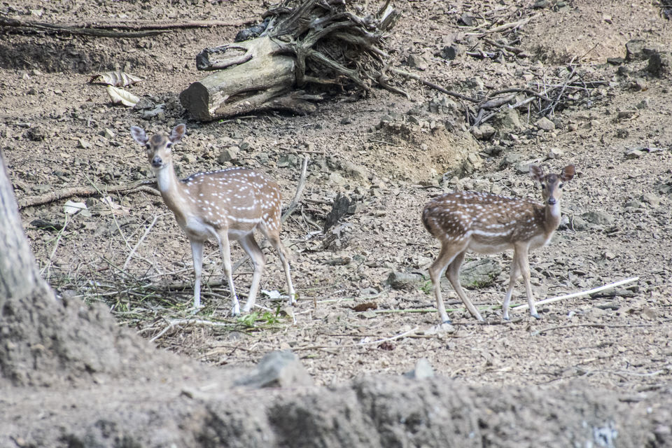 Photo of A day trip to Mahatma Gandhi Marine National Park and Chidiyatapu, Port Blair, A & N Island by Vaswati