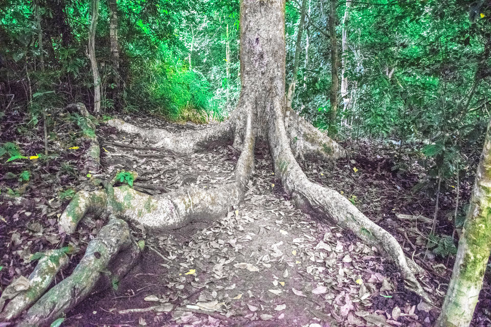 Photo of A day trip to Mahatma Gandhi Marine National Park and Chidiyatapu, Port Blair, A & N Island by Vaswati