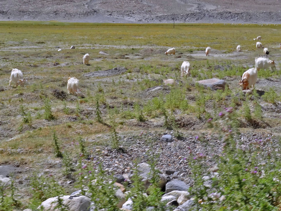 Photo of Reminiscing the Experience of Undertaking the Ultimate Road Trip in India: Leh - Pangong Tso by Vaswati