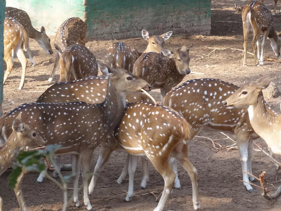 Photo of Nandankanan Zoological Park, Bhubaneswar, Odisha, India by Vaswati