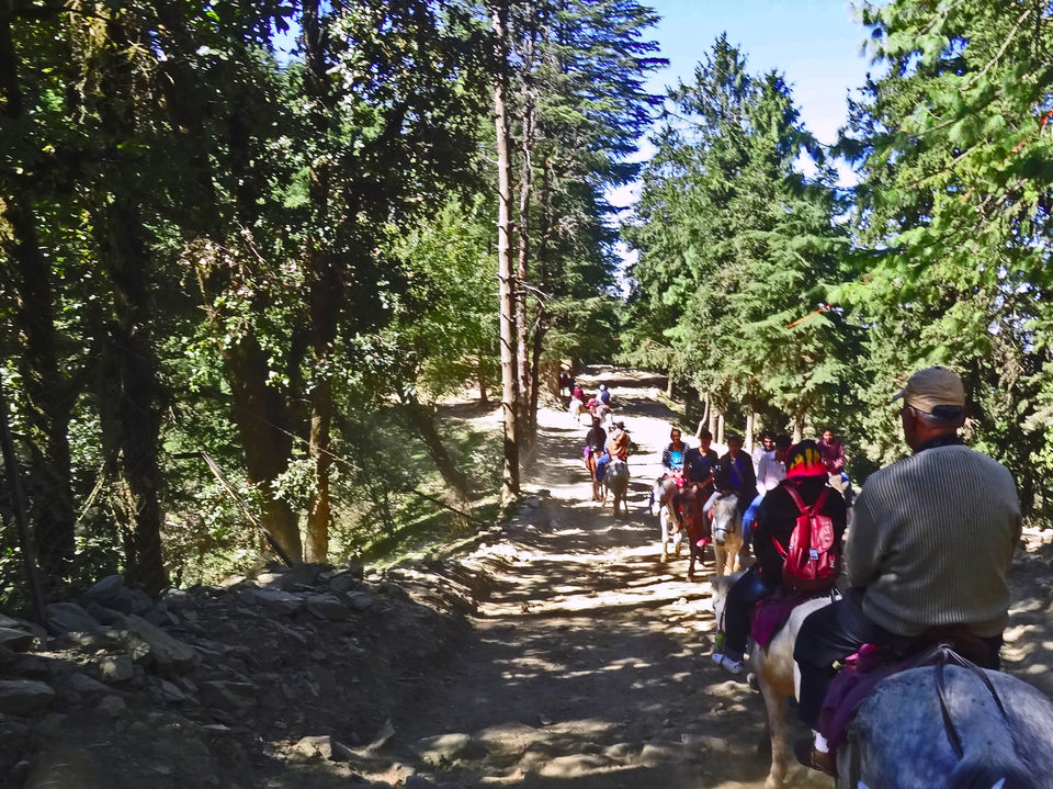 Photo of Kufri, Himachal Pradesh, India by Vaswati