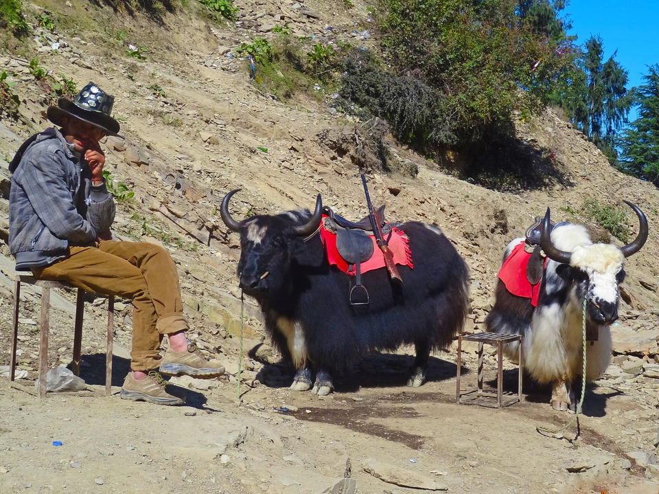 Photo of Kufri, Himachal Pradesh, India by Vaswati