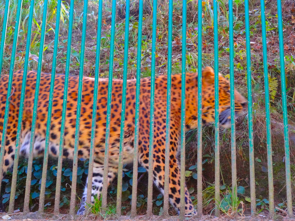 Photo of Kufri, Himachal Pradesh, India by Vaswati