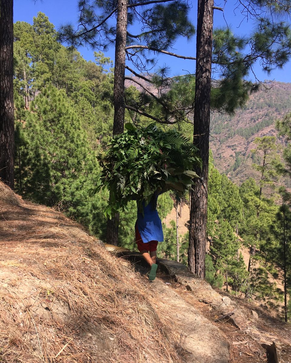 Photo of HUMANS OF NATURE - A Photo Blog 13/13 by Akshita J