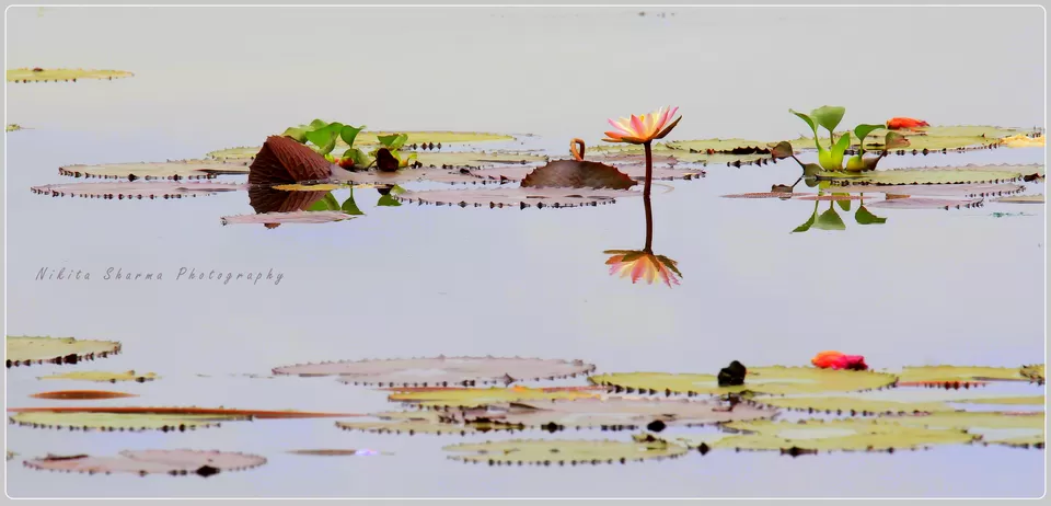 Photo of Trivandrum, Kerala, India by Nikki Sharma