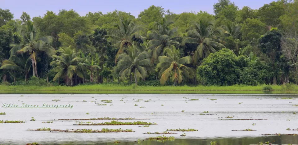 Photo of Trivandrum, Kerala, India by Nikki Sharma