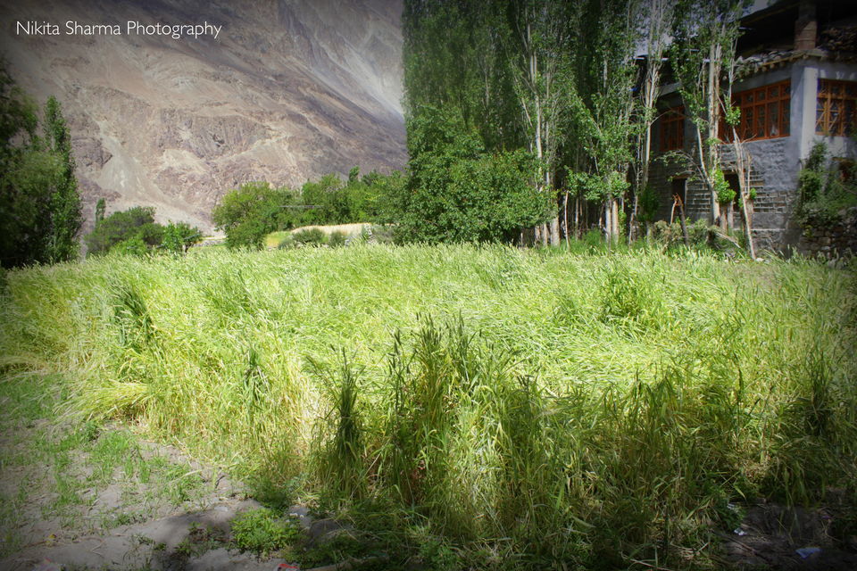 Photo of Ladakh Vacation, Leh by Nikki Sharma