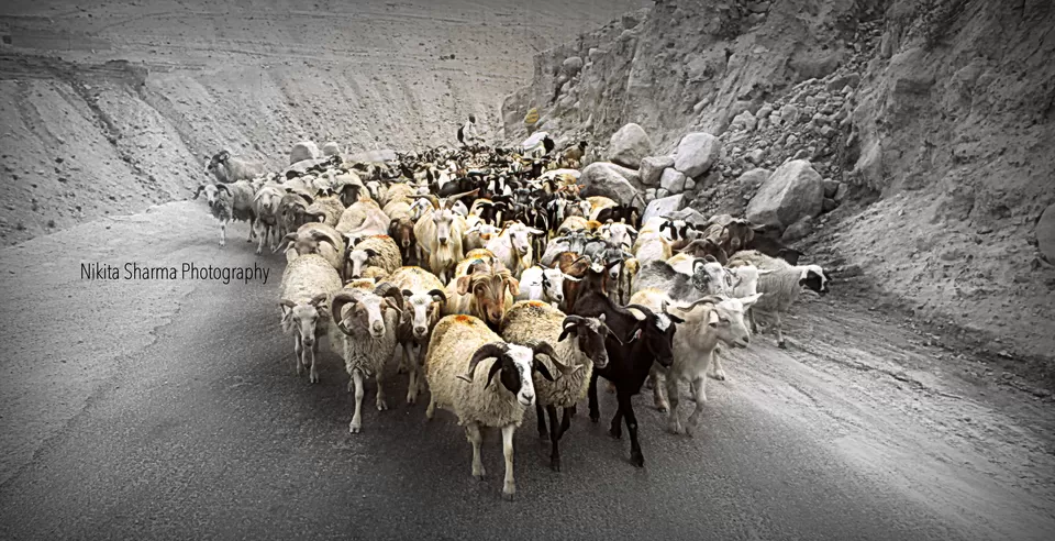 Photo of Ladakh Vacation, Leh by Nikki Sharma
