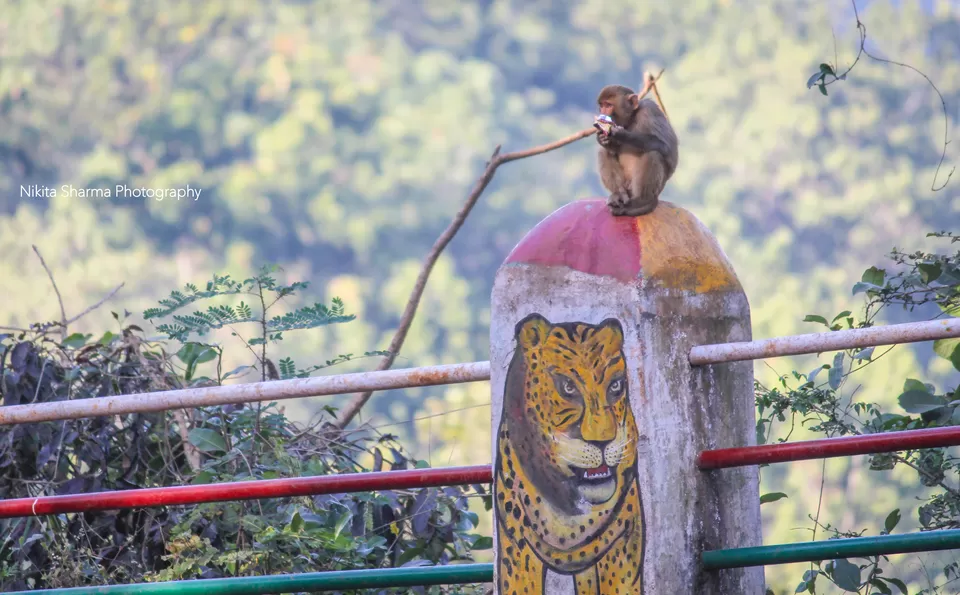 Photo of Mainpat Environs (Mini Shimla with Tibet culture) by Nikki Sharma