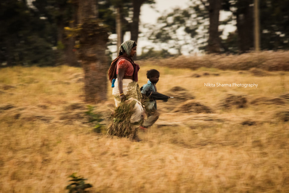 Photo of Mainpat Environs (Mini Shimla with Tibet culture) by Nikki Sharma