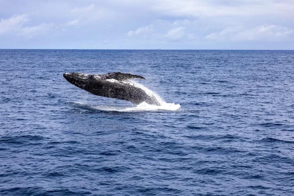 Photo of Brisbane Queensland, Australia by Prateek Dham