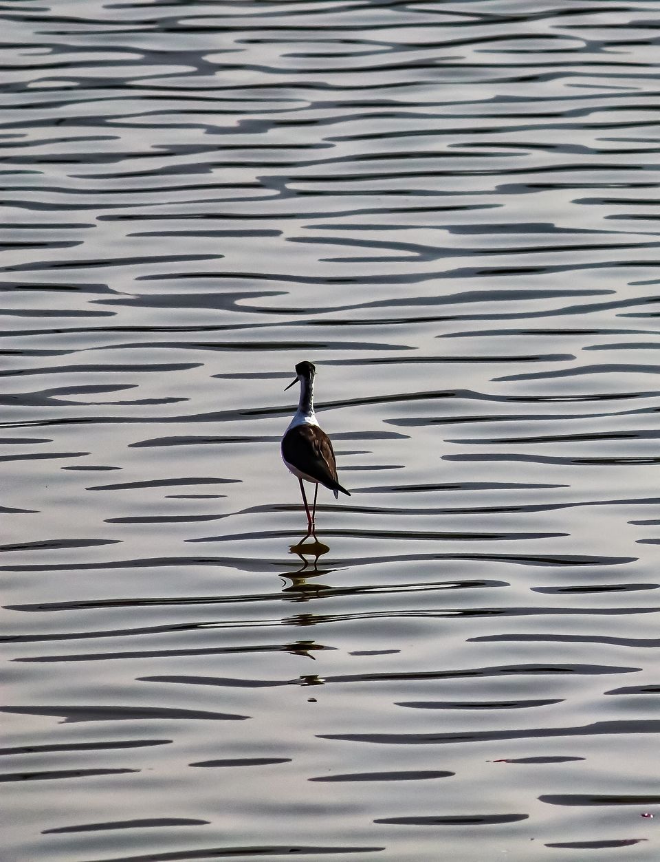Photo of Exceptional Surprises of the Sacred Pushkar Ji by Ankush Jindal