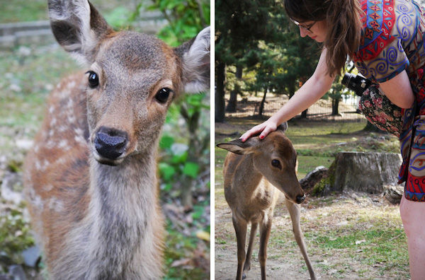 Photo of Nara, Nara Prefecture, Japan by Travelettes