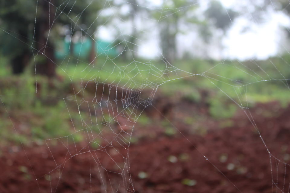 Photo of Hitchhike to the Land of Strawberries by Gaurav Jain