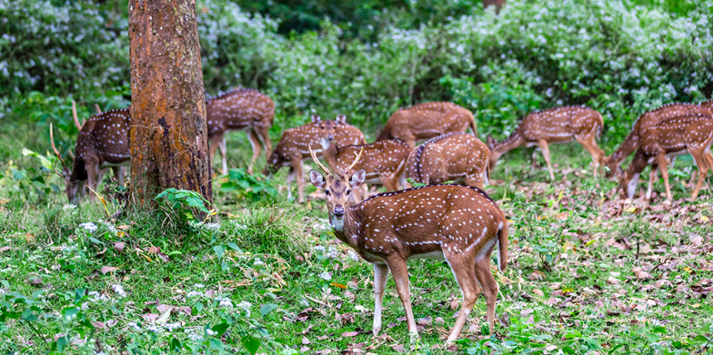 Photo of Nagarahole National Park, Kodagu, Karnataka, India by Aakanksha Magan
