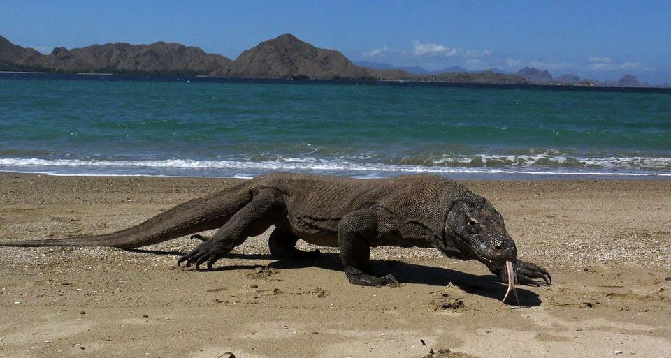 Photo of Komodo Island, Komodo, West Manggarai Regency, East Nusa Tenggara, Indonesia by Aakanksha Magan