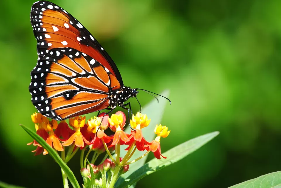 Photo of Butterfly Park, Thenmala, Kollam, Kerala, India by Aakanksha Magan