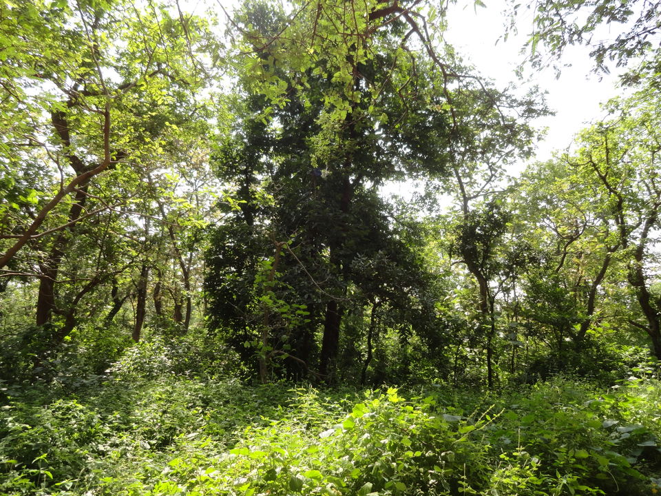 Photo of Dandeli National Park, State Highway 46, Dandeli, Karnataka, India by Aakanksha Magan