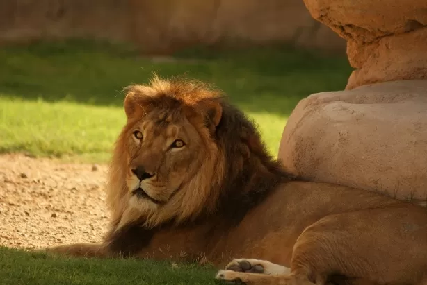 Photo of Al Ain Zoo - Zoo District - Al Ain - United Arab Emirates by Aakanksha Magan