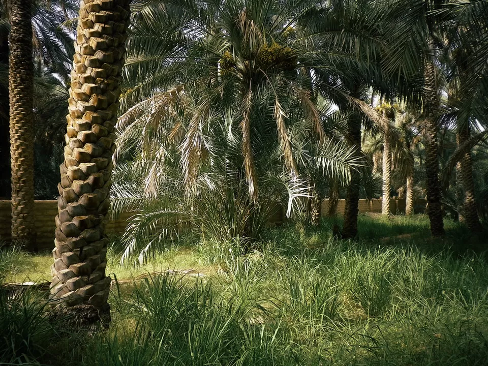 Photo of Al Ain Oasis - Al Mutawaa - Al Ain - United Arab Emirates by Aakanksha Magan