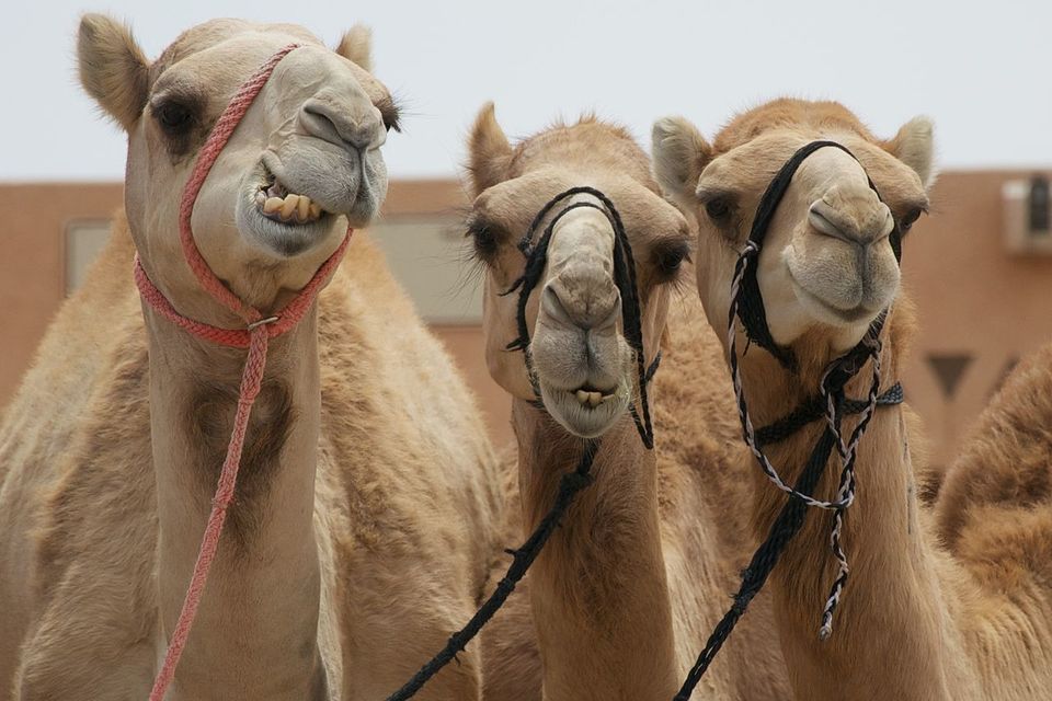 Photo of Camel Souk - Al Ain - United Arab Emirates by Aakanksha Magan