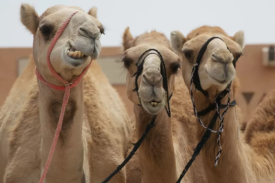 Photo of Camel Souk - Al Ain - United Arab Emirates by Aakanksha Magan