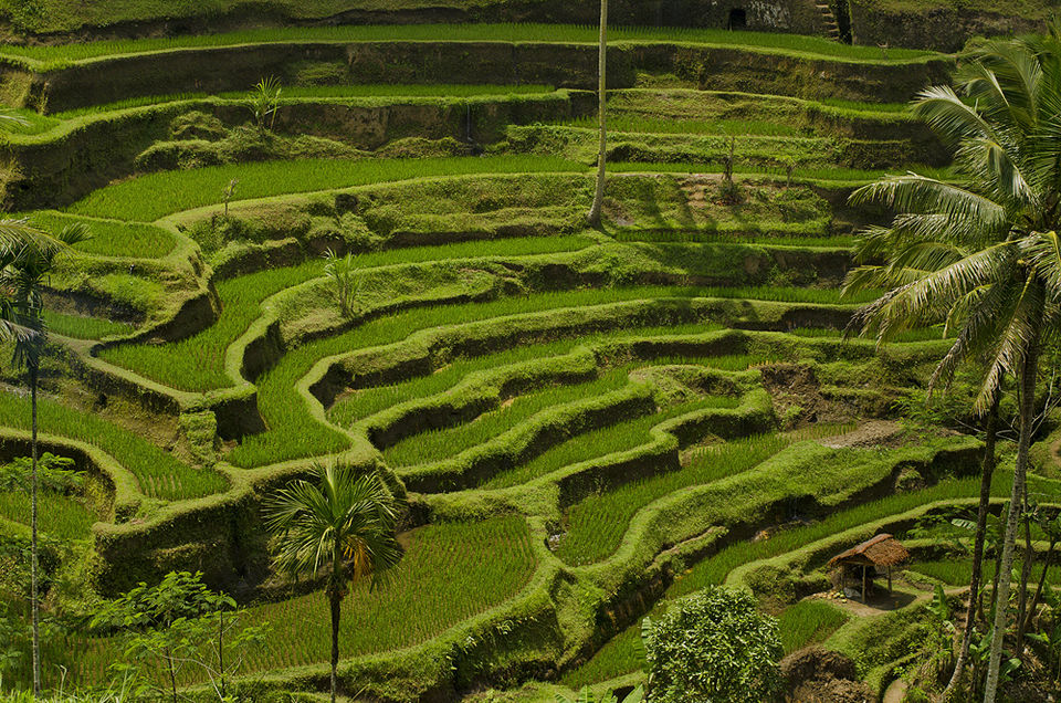 Photo of Tegallalang Rice Terrace, Tegallalang, Gianyar, Bali, Indonesia by Aakanksha Magan