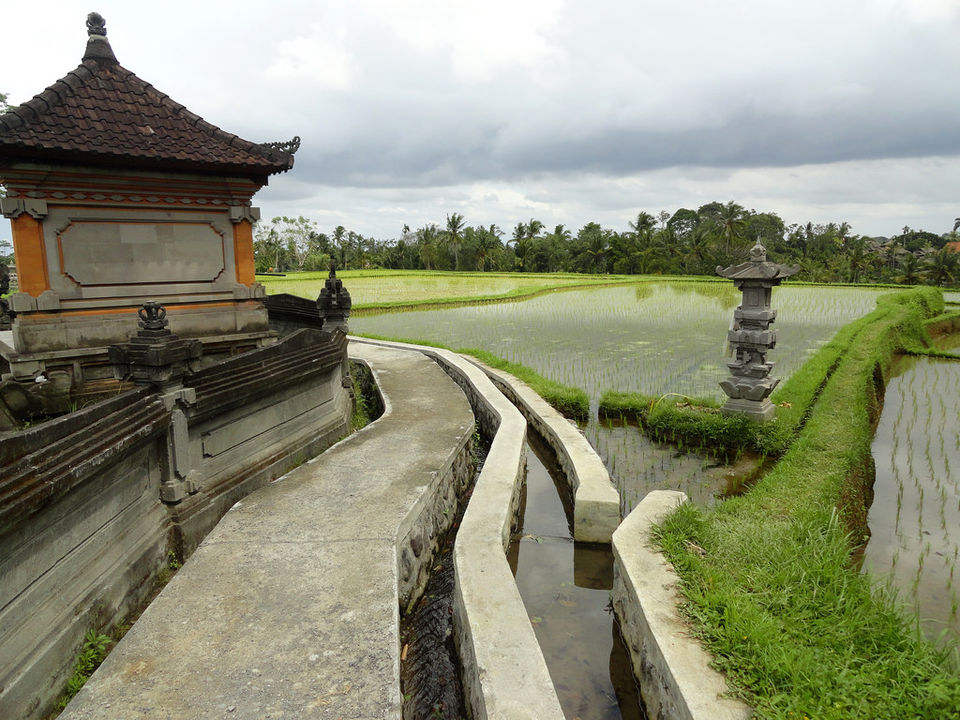 Photo of Campuhan Ridge Walk, Kelusa, Gianyar, Bali, Indonesia by Aakanksha Magan