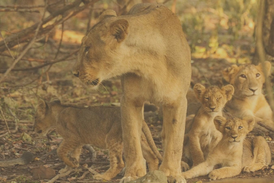 Photo of Woods at Sasan: A Lion Safari, A Village Wedding And Much More Makes This The Ideal Family Vacation by Aakanksha Magan