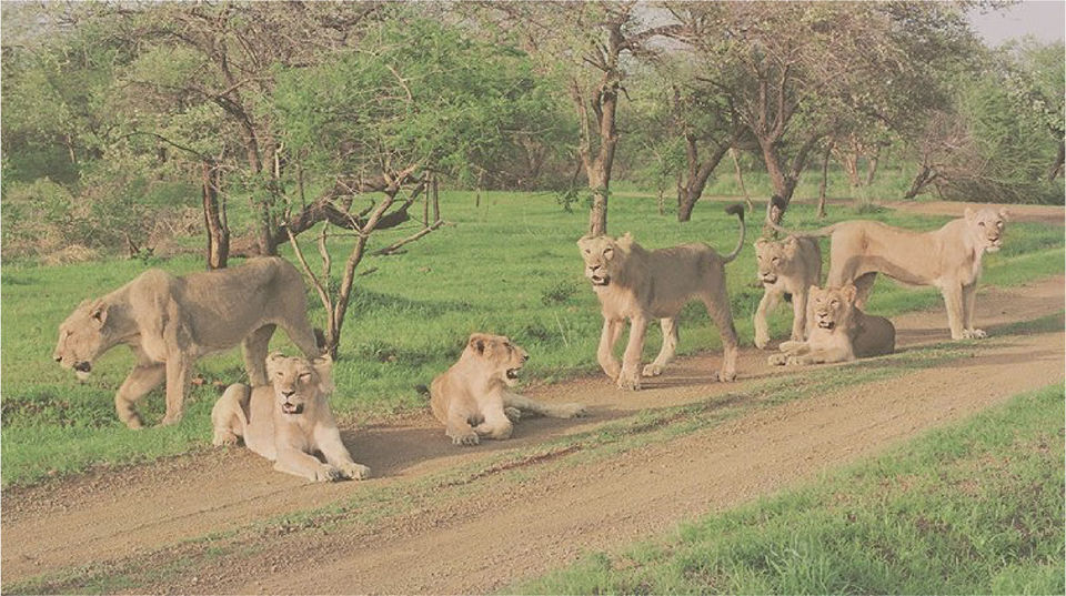 Photo of Woods at Sasan: A Lion Safari, A Village Wedding And Much More Makes This The Ideal Family Vacation by Aakanksha Magan