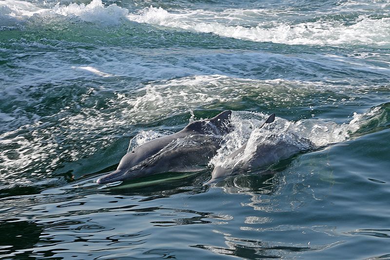 Photo of Gulf of Oman by Aakanksha Magan