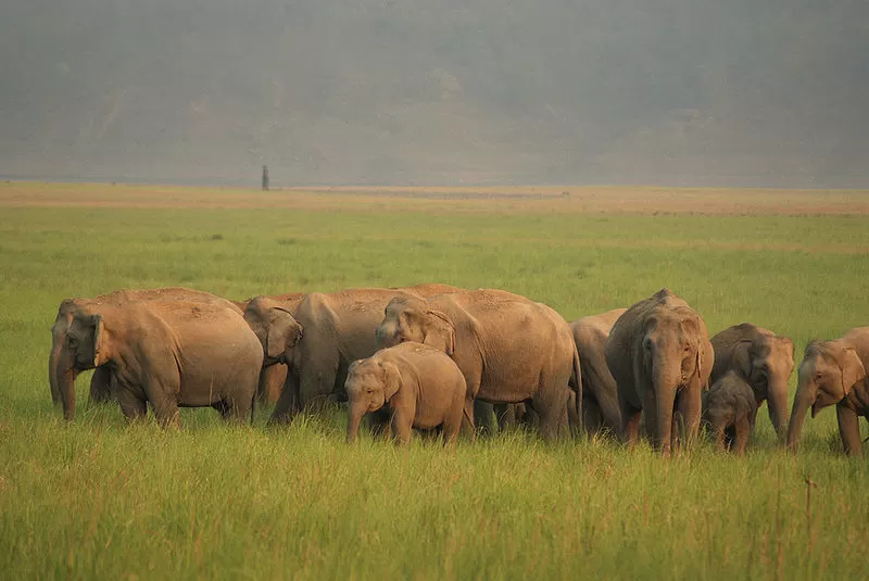 Photo of Jim Corbett National Park, Ramnagar, Uttarakhand, India by Aakanksha Magan