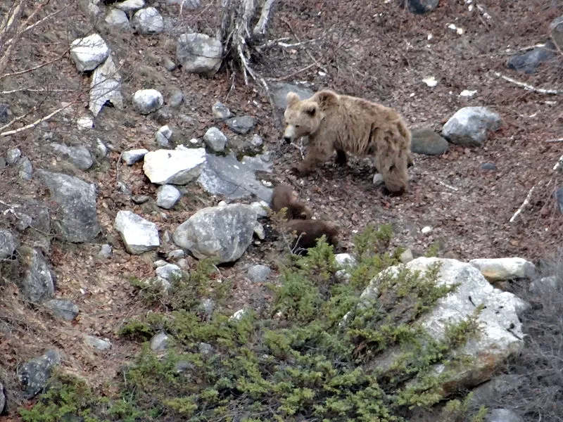 Photo of Nanda Devi National Park, Joshimath, Uttarakhand, India by Aakanksha Magan