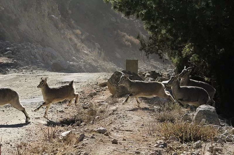 Photo of Gangotri National Park, Uttarkashi, Uttarakhand, India by Aakanksha Magan