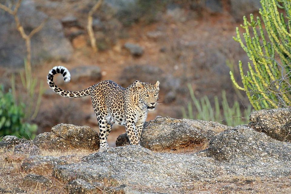 Photo of Sariska Tiger Reserve, Alwar, Ganeshpura With Rundh Kali Ghati, Rajasthan, India by Aakanksha Magan