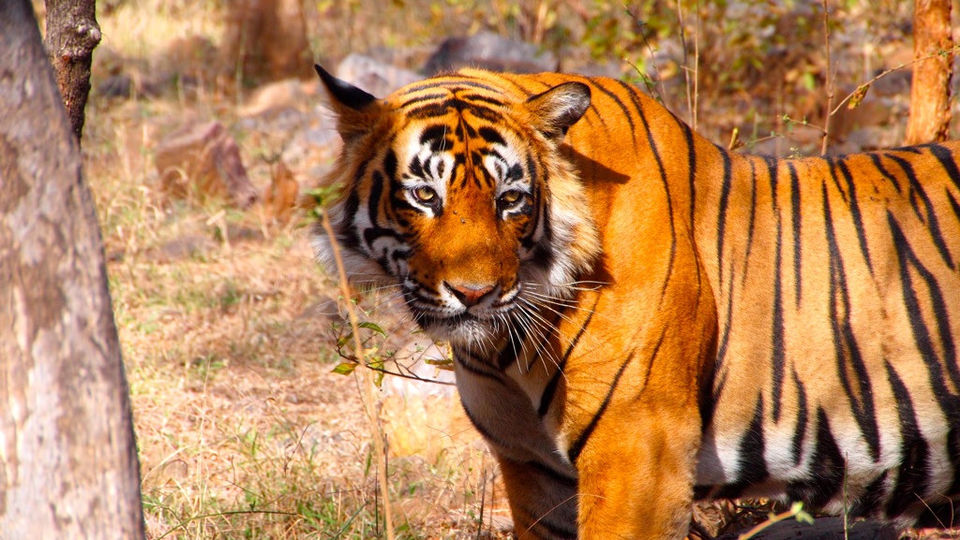 Photo of Ranthambore Tiger Reserve, Sawai Madhopur, Rajasthan, India by Aakanksha Magan