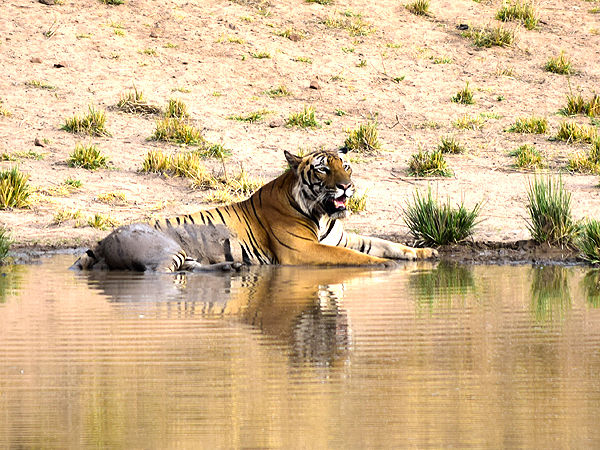 Photo of Bandhavgarh National Park, Tala, Madhya Pradesh, India by Aakanksha Magan