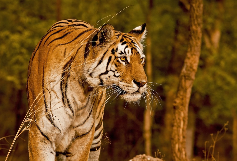 Photo of Pench National Park, Madhya Pradesh, India by Aakanksha Magan