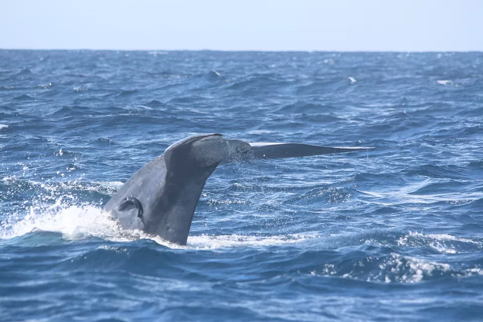 Photo of Adventures Besides Scuba Diving In Sri Lanka That Are Guaranteed To Set Your Pulse Racing by Aakanksha Magan