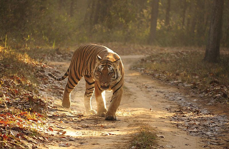 Photo of Madhya Pradesh, India by Aakanksha Magan