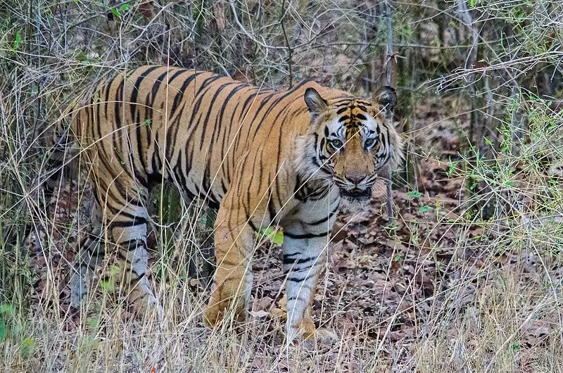 Photo of Bandhavgarh National Park, Tala, Madhya Pradesh, India by Aakanksha Magan