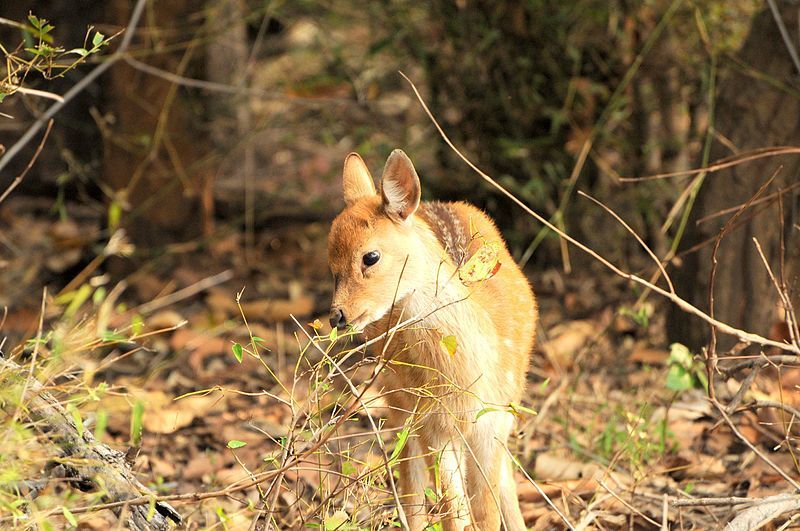 Photo of Bandhavgarh National Park, Tala, Madhya Pradesh, India by Aakanksha Magan