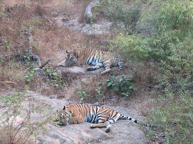Photo of Tourist Places in MP: 7 Days In The Land Of History, Heritage And Tigers by Aakanksha Magan