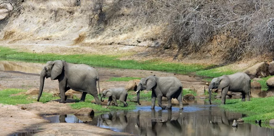 Photo of Ruaha National Park, Iringa, Tanzania by Aakanksha Magan
